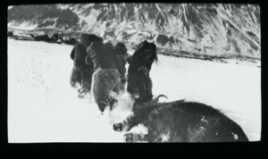 Image of Hauling musk-ox to camp